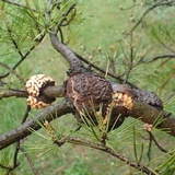 Cronartium quercuum image