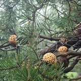 Cronartium quercuum image