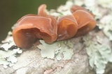Auricularia angiospermarum image