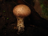 Scleroderma nitidum image