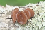 Auricularia angiospermarum image