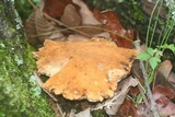 Polyporus radicatus image