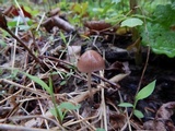 Psathyrella prona image