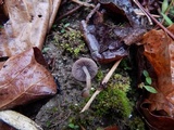 Psathyrella prona image