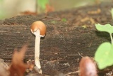 Psathyrella piluliformis image