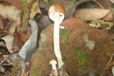 Psathyrella piluliformis image