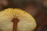 Xeromphalina tenuipes image