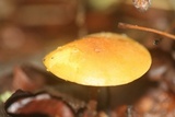Xeromphalina tenuipes image