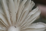 Megacollybia texensis image