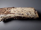 Steccherinum oreophilum image
