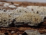 Steccherinum oreophilum image