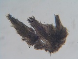 Steccherinum oreophilum image