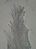 Steccherinum oreophilum image