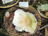 Pluteus petasatus image