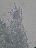 Steccherinum oreophilum image