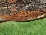 Pirex concentricus image