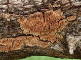 Pirex concentricus image