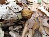 Morchella punctipes image