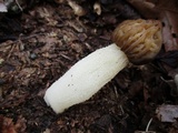 Morchella punctipes image