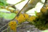 Xanthomendoza hasseana image