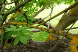 Xanthomendoza hasseana image
