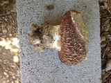 Agaricus texensis image