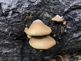 Crepidotus mollis image
