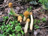 Verpa conica image