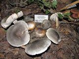 Tricholoma saponaceum image