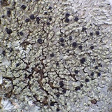 Pyxine subcinerea image