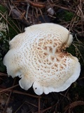 Neolentinus lepideus image