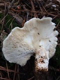Neolentinus lepideus image