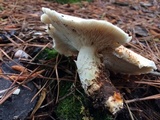 Neolentinus lepideus image