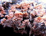 Marchandiobasidium aurantiacum image