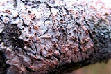 Marchandiobasidium aurantiacum image