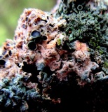 Marchandiobasidium aurantiacum image
