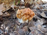 Gyromitra korfii image