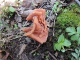 Gyromitra brunnea image