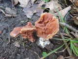 Gyromitra brunnea image