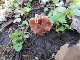 Gyromitra brunnea image