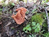 Gyromitra brunnea image