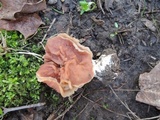 Gyromitra brunnea image