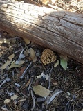 Morchella prava image