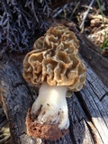 Morchella prava image