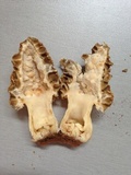 Morchella prava image