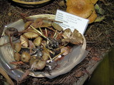 Entoloma formosum image