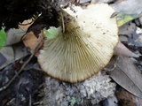 Clitocybe gibba image