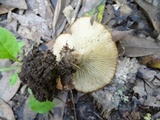 Clitocybe gibba image
