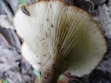 Clitocybe gibba image