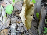 Clitocybe gibba image